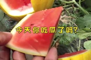 娱乐吃瓜起什么名字